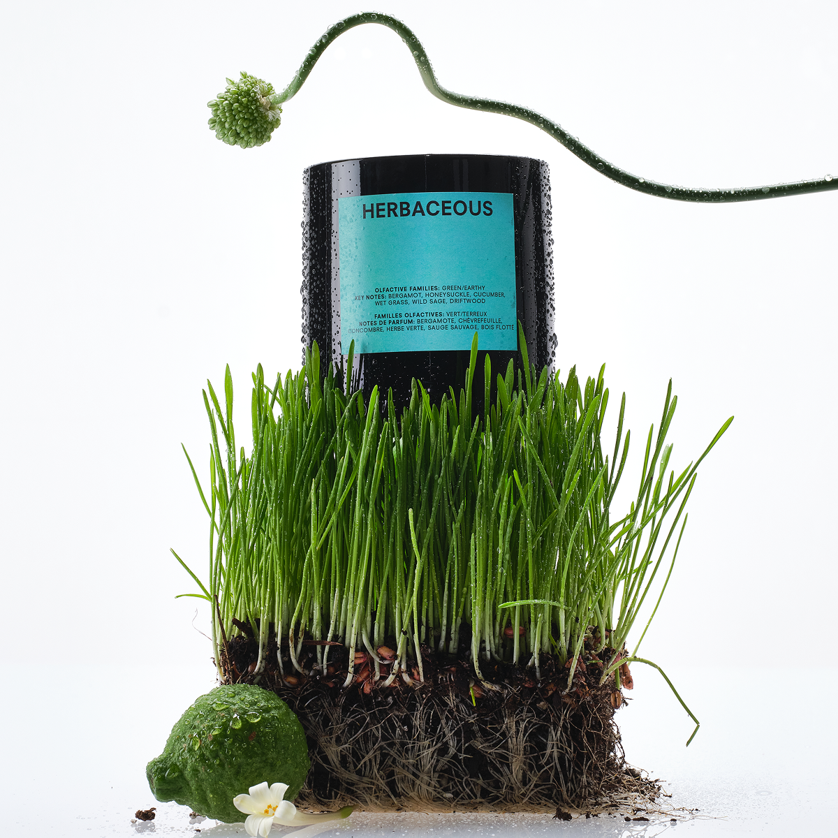 HERBACEOUS